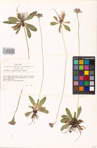 Primula longiscapa Ledeb., Siberia, Altai & Sayany Mountains (S2) (Russia)