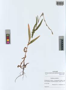 Lactuca serriola L., Siberia, Altai & Sayany Mountains (S2) (Russia)