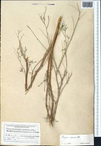 Astragalus arbuscula Pall., Middle Asia, Dzungarian Alatau & Tarbagatai (M5) (Kazakhstan)