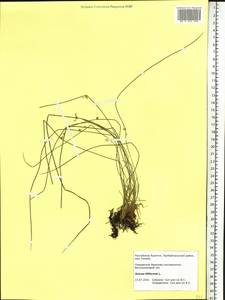 Juncus filiformis L., Siberia, Baikal & Transbaikal region (S4) (Russia)