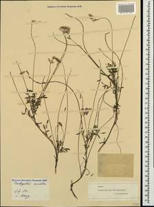 Onobrychis arenaria subsp. miniata (Steven)P.W.Ball, Crimea (KRYM) (Russia)