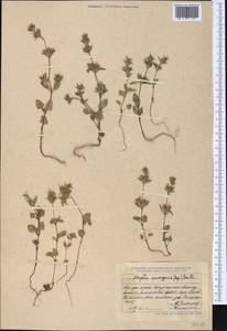 Nepeta pungens (Bunge) Benth., Middle Asia, Dzungarian Alatau & Tarbagatai (M5) (Kazakhstan)