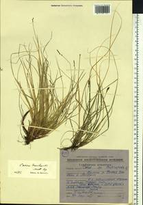 Carex vanheurckii Müll.Arg., Siberia, Chukotka & Kamchatka (S7) (Russia)