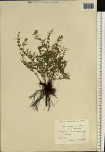 Thymus pannonicus All., Eastern Europe, South Ukrainian region (E12) (Ukraine)