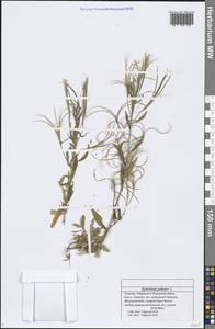 Epilobium palustre L., Eastern Europe, Middle Volga region (E8) (Russia)