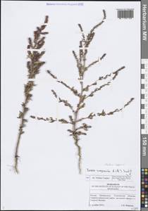 Bassia scoparia (L.) Beck, Eastern Europe, Middle Volga region (E8) (Russia)