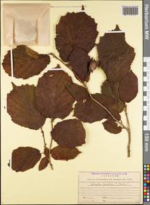 Corylus avellana var. pontica (K.Koch) H.J.P.Winkl., Caucasus, Georgia (K4) (Georgia)