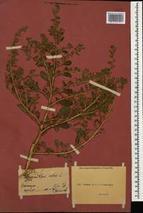Amaranthus albus L., Caucasus, Abkhazia (K4a) (Abkhazia)