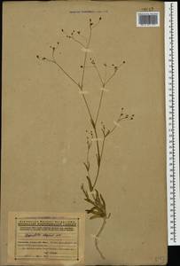 Gypsophila elegans M. Bieb., Caucasus, Armenia (K5) (Armenia)