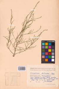 Corispermum declinatum Stephan ex Steven, Eastern Europe, Western region (E3) (Russia)