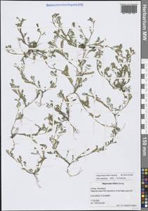 Hippocrepis unisiliquosa L., Crimea (KRYM) (Russia)
