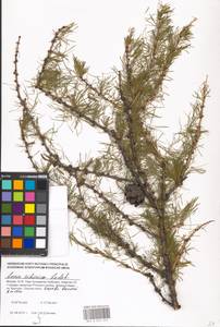 Larix sibirica Ledeb., Eastern Europe, Moscow region (E4a) (Russia)