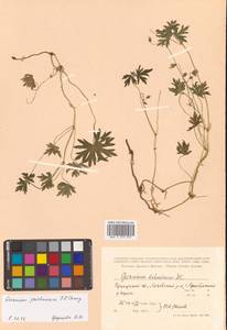 Geranium dahuricum DC., Siberia, Russian Far East (S6) (Russia)