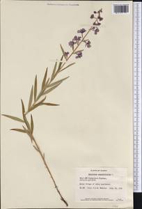 Chamaenerion angustifolium (L.) Scop., America (AMER) (United States)