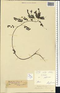 Phyllanthus amarus Schumach. & Thonn., Africa (AFR) (Mali)