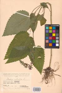 MHA 0 156 038, Stachys sylvatica L., Eastern Europe, Western region (E3) (Russia)