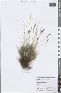 Festuca auriculata Drobow, Siberia, Central Siberia (S3) (Russia)