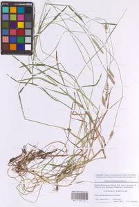 Alopecurus geniculatus L., Eastern Europe, Moscow region (E4a) (Russia)