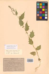 Chenopodiastrum hybridum (L.) S. Fuentes, Uotila & Borsch, Siberia, Russian Far East (S6) (Russia)