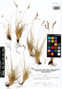 Festuca ovina L., Siberia, Baikal & Transbaikal region (S4) (Russia)