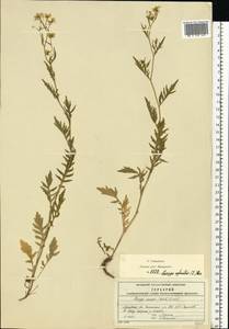 Rorippa sylvestris (L.) Besser, Eastern Europe, Moscow region (E4a) (Russia)