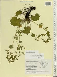 Alchemilla monticola Opiz, Eastern Europe, Central region (E4) (Russia)