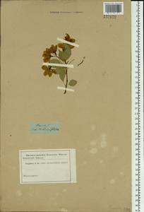 Prunus sibirica L., Siberia, Baikal & Transbaikal region (S4) (Russia)