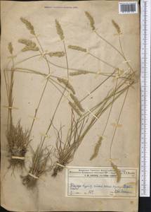 Koeleria, Middle Asia, Dzungarian Alatau & Tarbagatai (M5) (Kazakhstan)