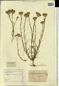 Dianthus pseudarmeria M. Bieb., Eastern Europe, Lower Volga region (E9) (Russia)