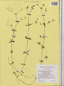 Galium palustre L., Siberia, Western Siberia (S1) (Russia)