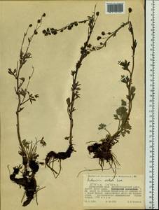 Artemisia norvegica subsp. saxatilis (Besser) H. M. Hall & Clem., Siberia, Russian Far East (S6) (Russia)