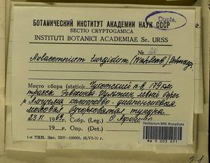 Aulacomnium turgidum (Wahlenb.) Schwägr., Bryophytes, Bryophytes - Chukotka & Kamchatka (B21) (Russia)