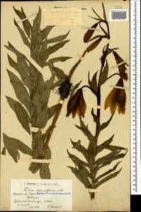 Lilium szovitsianum Fisch. & Avé-Lall., Caucasus, Armenia (K5) (Armenia)