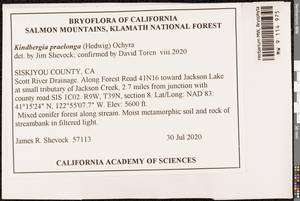 Kindbergia praelonga (Hedw.) Ochyra, Bryophytes, Bryophytes - America (BAm) (United States)