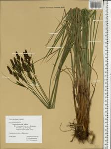 Carex hartmanii Cajander, Eastern Europe, Central region (E4) (Russia)