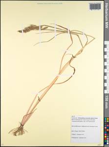 Echinochloa oryzoides (Ard.) Fritsch, Caucasus, Krasnodar Krai & Adygea (K1a) (Russia)