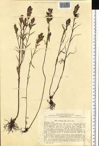 Castilleja rubra (Drob.) Rebr., Siberia, Chukotka & Kamchatka (S7) (Russia)