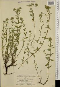 Ziziphora clinopodioides subsp. rigida (Boiss.) Rech.f., Caucasus, Armenia (K5) (Armenia)