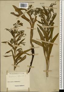 Cynoglossum officinale L., Caucasus, Georgia (K4) (Georgia)