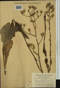 Crepis pannonica (Jacq.) C. Koch, Western Europe (EUR) (Hungary)