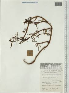 Sesuvium portulacastrum (L.) L., Australia & Oceania (AUSTR) (New Caledonia)