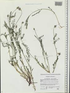 Astragalus onobrychis L., Eastern Europe, Central forest-and-steppe region (E6) (Russia)