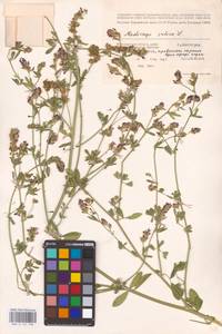 Medicago sativa L., Eastern Europe, Lower Volga region (E9) (Russia)