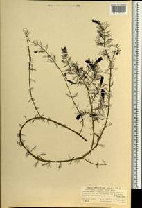 Myriophyllum verticillatum L., Mongolia (MONG) (Mongolia)