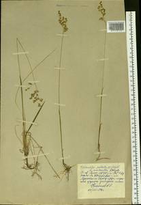 Anthoxanthum nitens (Weber) Y.Schouten & Veldkamp, Siberia, Western Siberia (S1) (Russia)