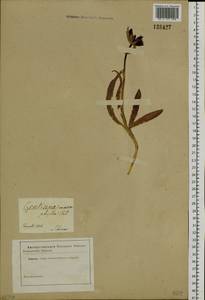 Gentiana macrophylla Pall., Siberia (no precise locality) (S0) (Russia)
