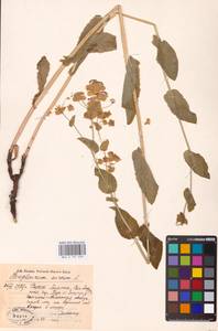 Bupleurum aureum Fisch., Eastern Europe, Eastern region (E10) (Russia)