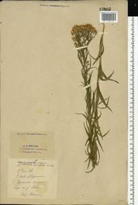 Galatella sedifolia subsp. sedifolia, Eastern Europe, Eastern region (E10) (Russia)