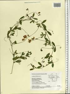 Lathyrus tuberosus L., Eastern Europe, Central region (E4) (Russia)