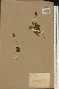 Orthilia secunda (L.) House, Eastern Europe, Belarus (E3a) (Belarus)